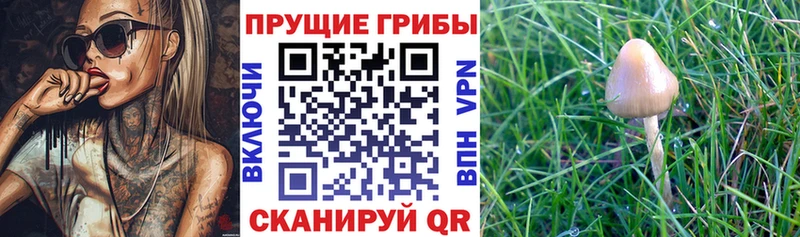 Псилоцибиновые грибы Cubensis  Называевск 